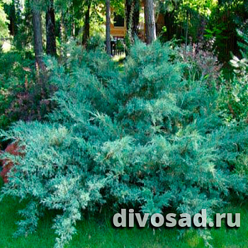 Можжевельник виргинский (Junīperus virginiāna) P9 10-15 см