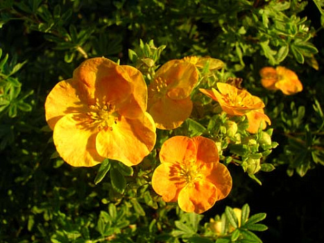 Лапчатка кустарниковая Танжерин (Potentilla fruticosa Tangerine) 0+1+1/25-30 3вет. С3
