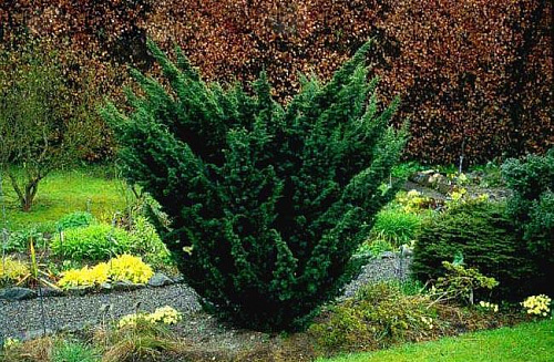 Можжевельник китайский Блаув (Juniperus chin Blaauw) 70-90см С18