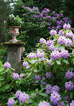 Рододендрон гибр. Блю Питер (Rhododendron Blue Peter) С5 40см