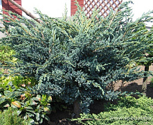 Можжевельник чешуйчатый Мейери (Juniperus squamata Meyeri) С2  