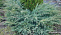 Можжевельник виргинский Грей Оул (Juniperus virg. Grey Owl) C3 25-30 см А