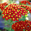 Тысячелистник обыкновенный Паприка (Achillea millefolium Paprika) с3