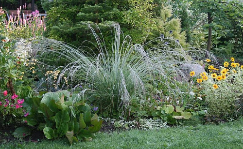 Молиния голубая Морхекс (Molinia caerulea Moorhexe) р9