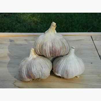 Чеснок озимый "Любаша" (1кг)