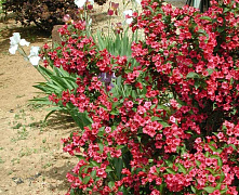 Вейгела цветущая Бристоль Руби (Weigela florida Bristol Ruby) С3 40-60см