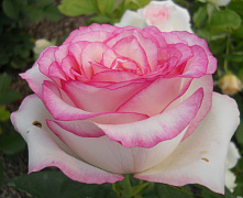 Роза ч/г Дольче Вита (Dolce Vita)