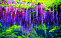 Глициния обильноцветущая Роза(Wisteria floribunda Rosea) 100-120 С4