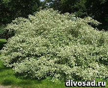 Дерен белый Элегантиссима (Cornus alba Elegantissima) С5 40-60 см 