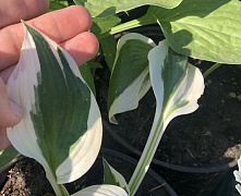 Хоста  Шоубот (Hosta Showboat) L
