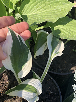 Хоста  Шоубот (Hosta Showboat) L