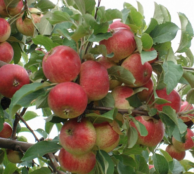 Яблоня Слава Победителям