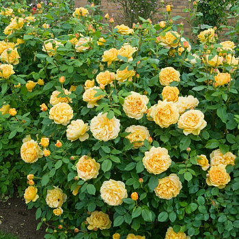 Роза англ. Голден Селебрейшн (Golden Celebration)