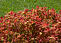 Спирея японская Макрофилла (Spiraea japonica Macrophylla) 30-50 В