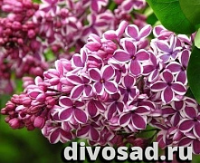 Сирень обыкновенная Сенсация (Syringa vulgaris Sensation) 60-90см 