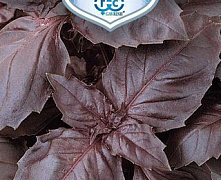 Базилик Русский Гигант (фиолетовый)