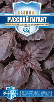 Базилик Русский Гигант (фиолетовый)