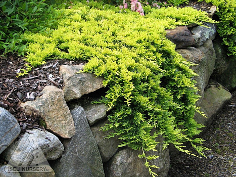Можжевельник горизонтальный Голден Карпет (Juniperus horizontalis Golden Carpet) С3  30-40см