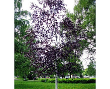 Береза повислая Пурпуреа (Betula pendula Purpurea) С7,5 2м