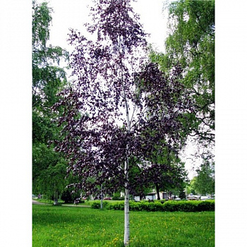 Береза повислая Пурпуреа (Betula pendula Purpurea) С7,5 2м
