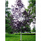 Береза повислая Пурпуреа (Betula pendula Purpurea) С7,5 2м