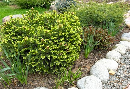 Ель обыкновенная Барри (Picea abies Barryi) С3
