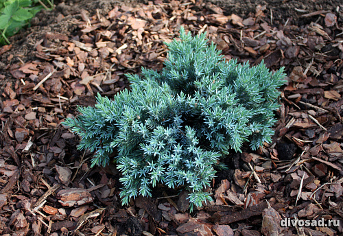 Можжевельник чешуйчатый Блю Стар (Juniperus squamata Blue Star) ком 40-60 солитер Б