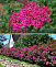 Спирея японская Антони Ватерер (Spiraea japonica Anthony Waterer) 20-40см, С3
