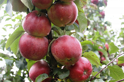 Яблоня Альва (осеннее)