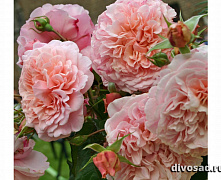Роза плетистая Роз де Толбиак (Rose de Tolbiac)
