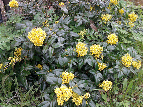 Магония падуболистная (Mahonia aquifolium) 20-30 см А