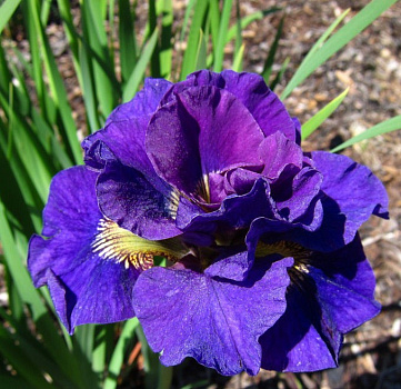 Ирис сибирский Конкорд Краш (Iris Concord Crush) С1 