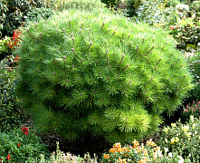 Сосна черная Мария Брегон (Pinus nigra Marie Bregeon) С3 25-30 см 