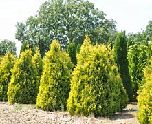 Туя западная Европа Голд (Thuja occ. Europa Gold) С2 30-40