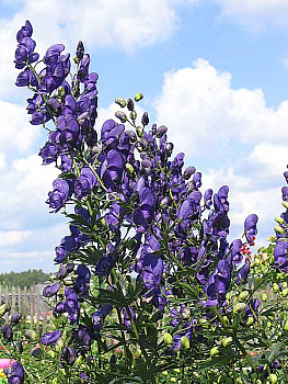 Аконит Генри Спаркс Вэрайети (Aconitum Henryi Spark’s Variety)