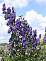 Аконит Генри Спаркс Вэрайети (Aconitum Henryi Spark’s Variety)