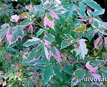 Клен ясенелистный Фламинго (Acer negundo Flamingo) С5 175-200