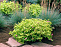 Спирея японская Голден Принцесс (Spiraea japonica Golden Princess) С3