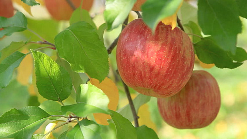 Яблоня Орловское полосатое (Осеннее)