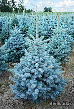 Ель колючая Супер Блю (Picea pungens Super Blue) С45 100-125см