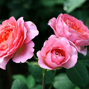 Роза шраб Амадин Шанель (Amandine Chanel)