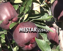 Яблоня Мема-Местар 3-х летняя