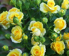 Роза спрей Сан Сити (Sun City)