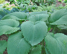Хоста Ниагара Фоллс (Hosta Niagara Falls)С2