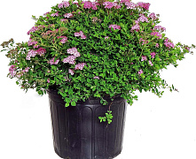 Спирея японская Литл Принцесс (Spiraea japonica Little Princess) р9 П