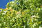 Клен серебристый Пирамидалис (Acer saccharinum) 2,5-3м.