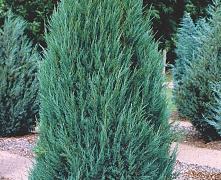 Можжевельник скальный Блю Арроу (Juniperus scopulorum Blue Arrow) С7,5 110-130 см