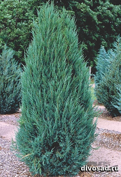 Можжевельник скальный Блю Арроу (Juniperus scopulorum Blue Arrow) С7,5 110-130 см
