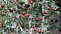 Боярышник  «Стрикта» (Crataegus monogyna Stricta) 