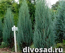 Можжевельник скальный Блю Арроу (Juniperus scop. Blue Arrow) 180-200см